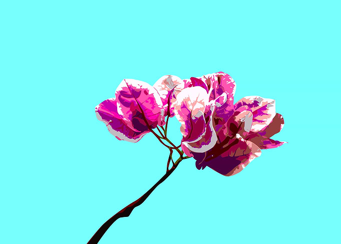 bougainvilla flower