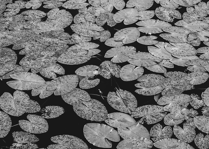 water lily