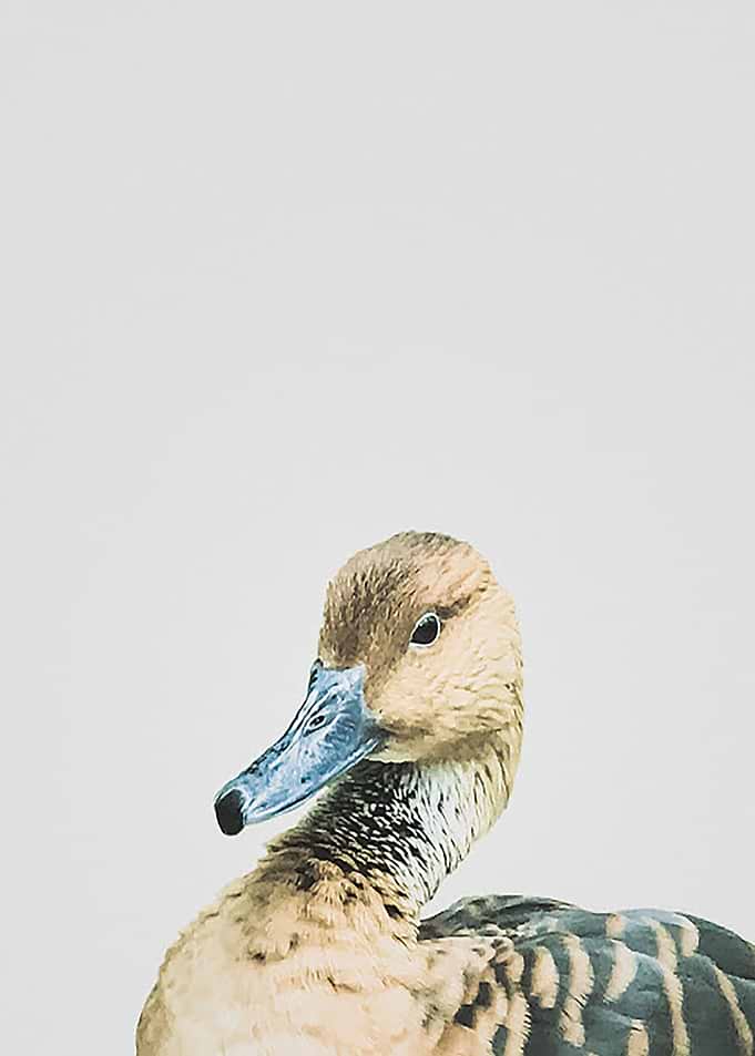 El Pato Arrogante