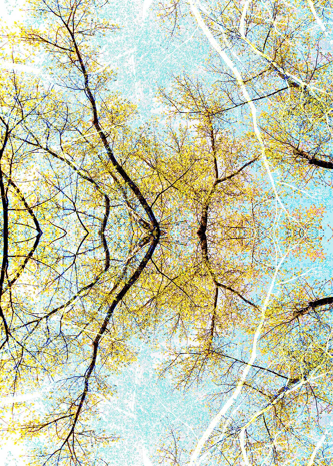 Spring forest 6