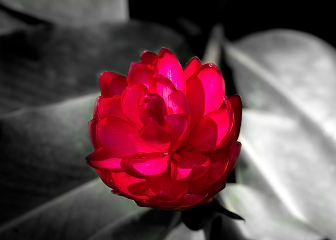 Im a big flower 2