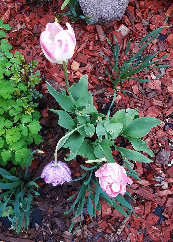 Tulip 7