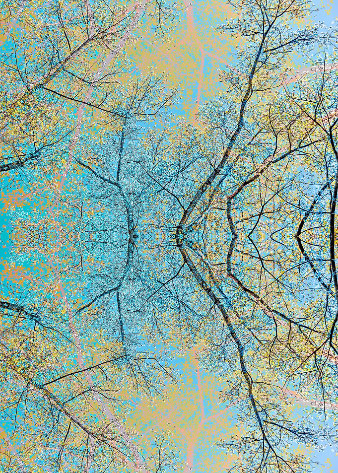 Spring forest 7