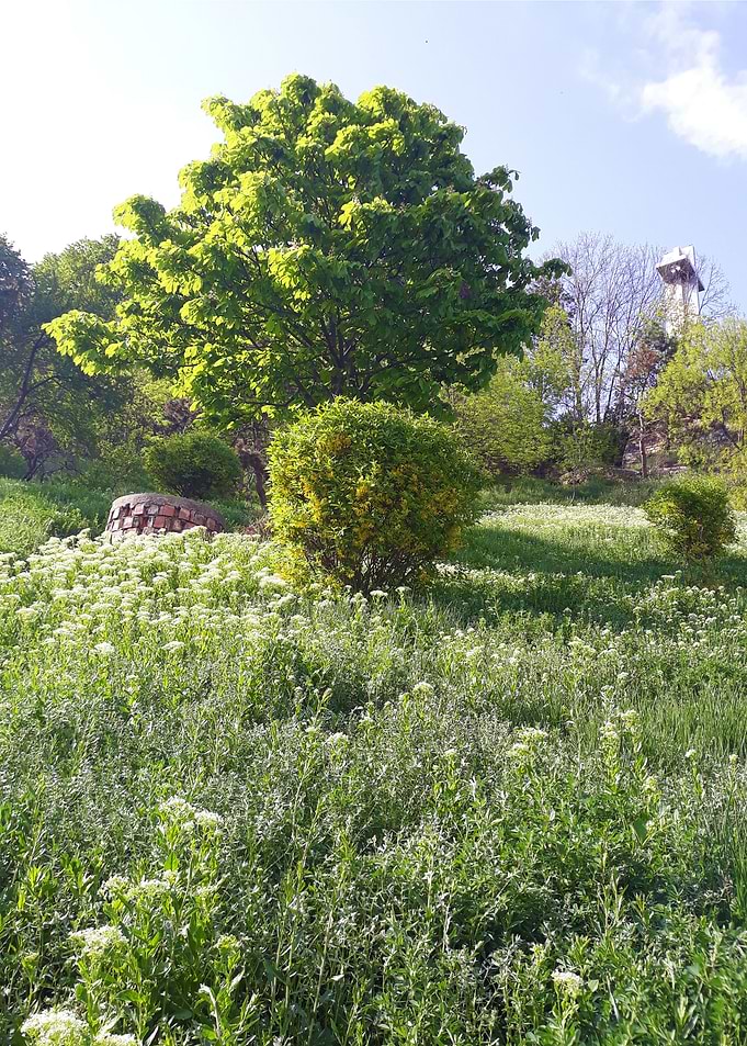 Garden of Eden 5