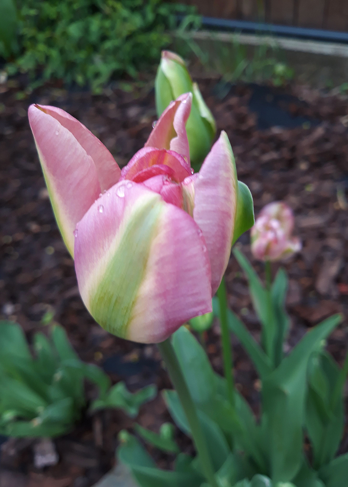 Tulip 2