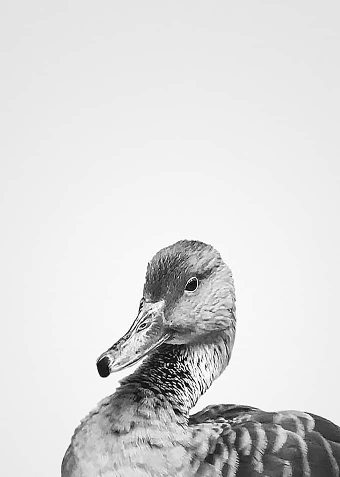 El Pato Arrogante BW