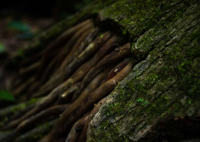 Rainforest tree roots