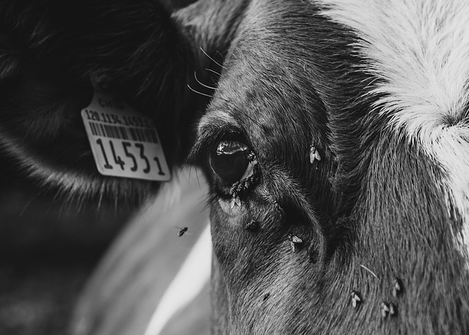 The cow