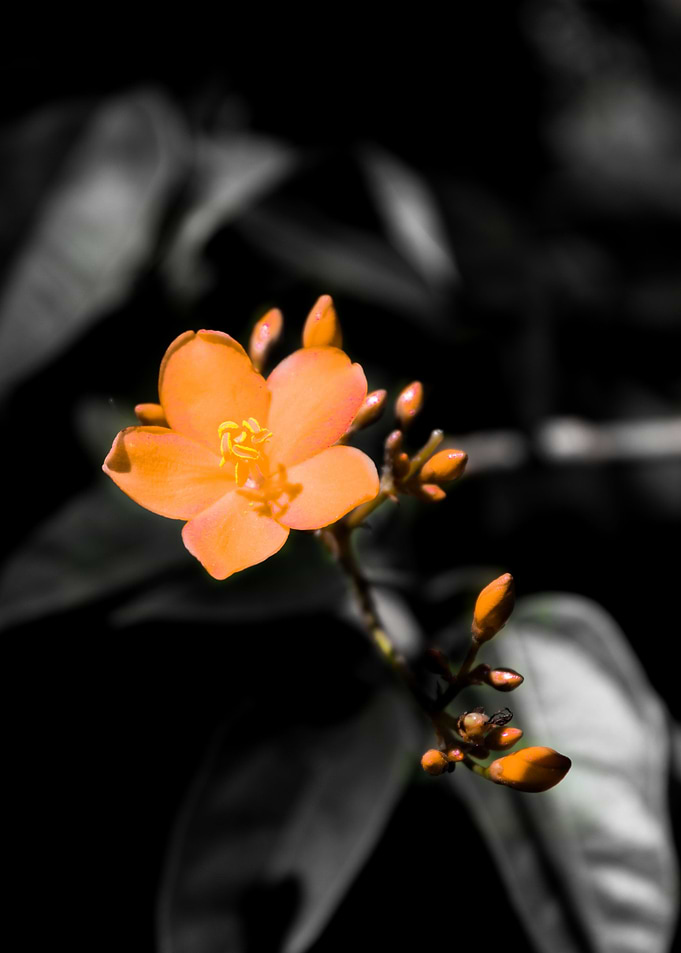 Little beauty 2