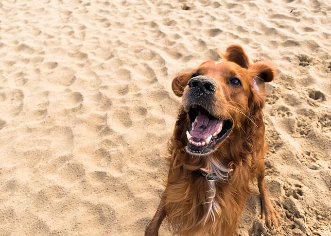 irishsetter kaya