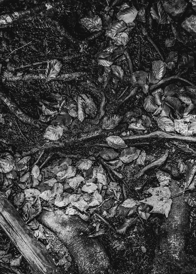 the leaves