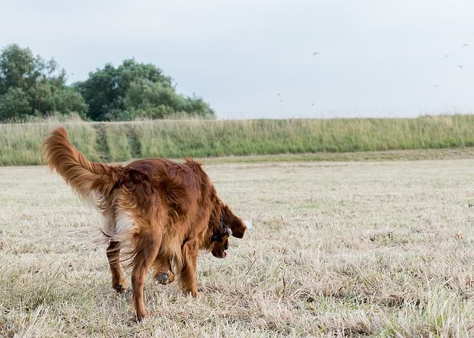 irishsetter kaya