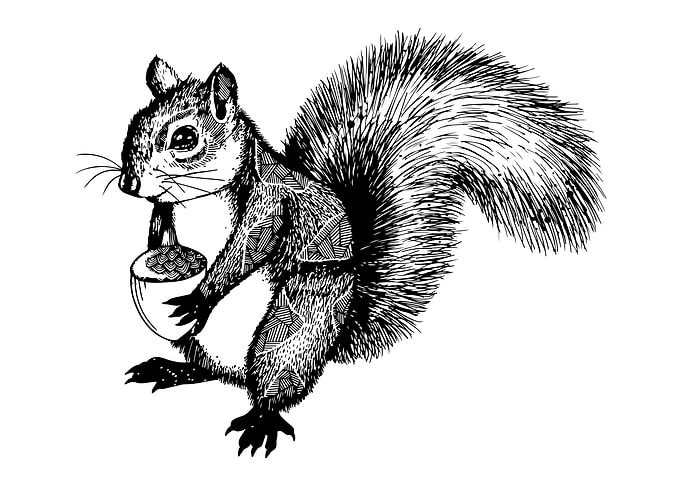 Squirrel