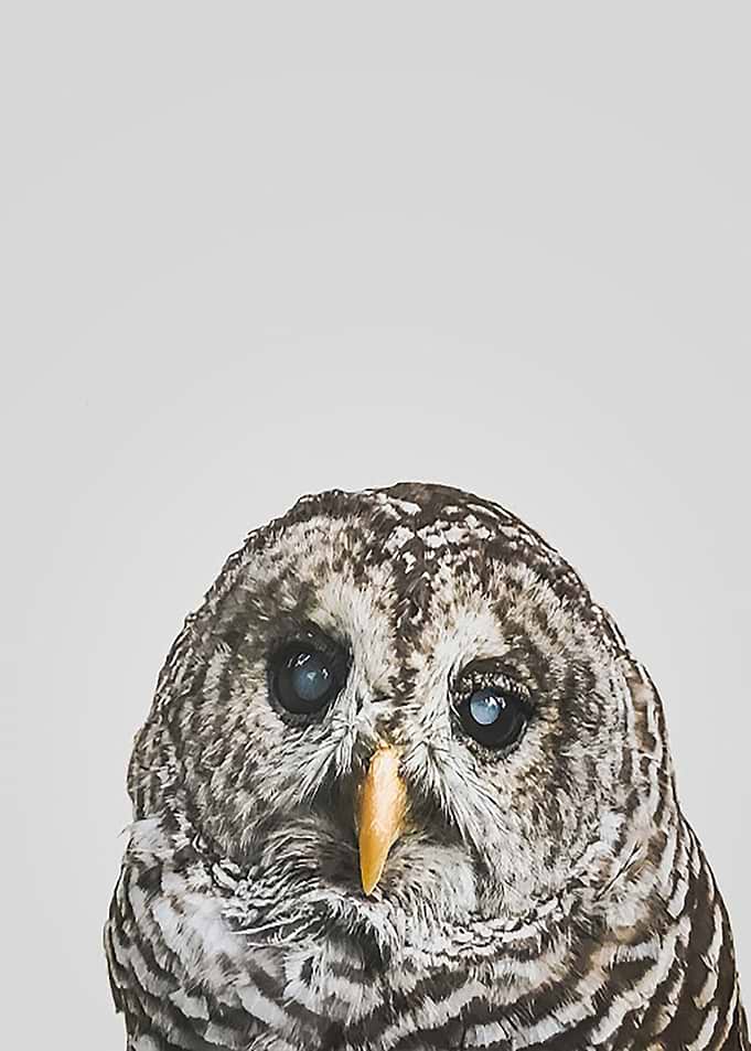 Hoo