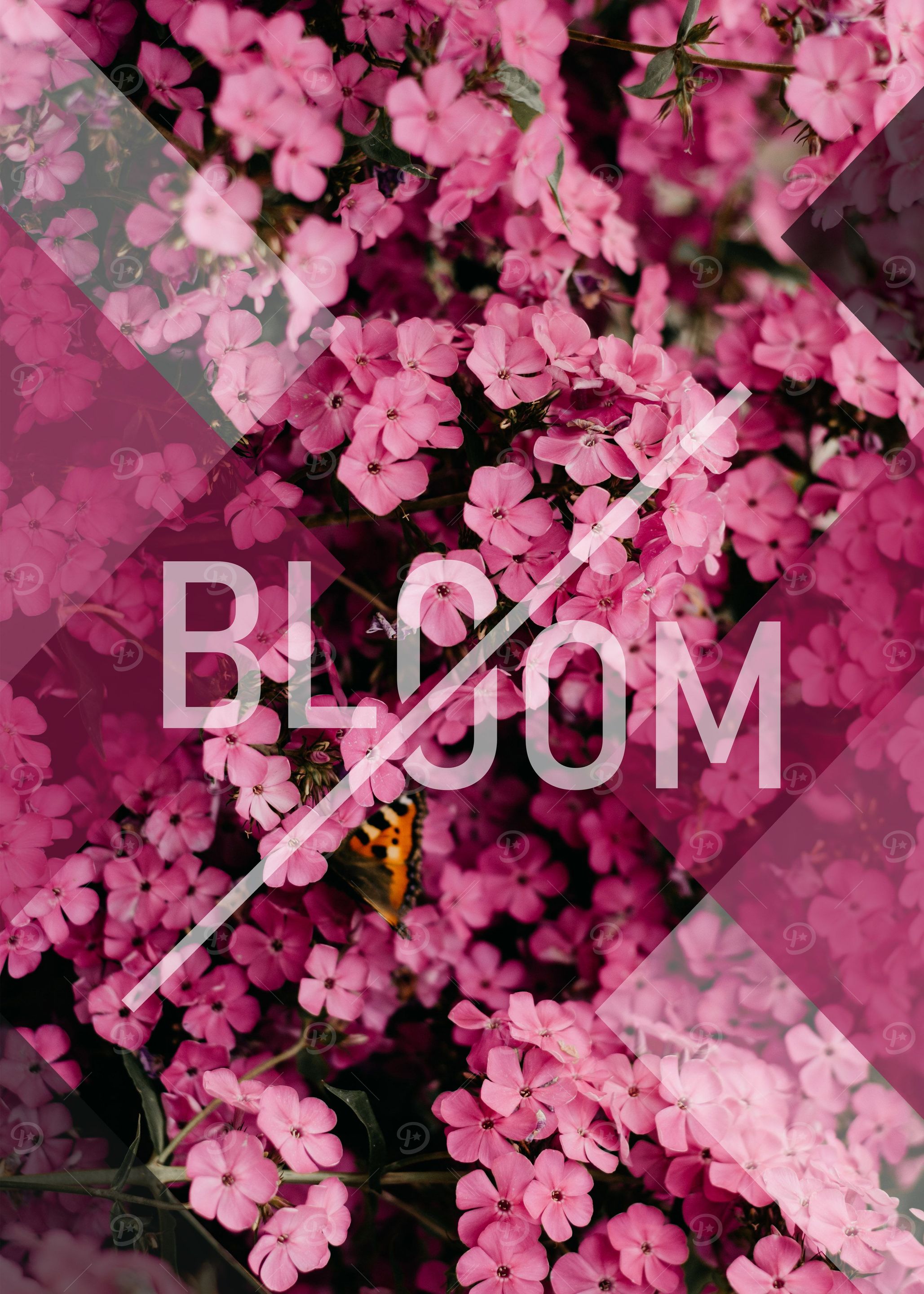 Bloom