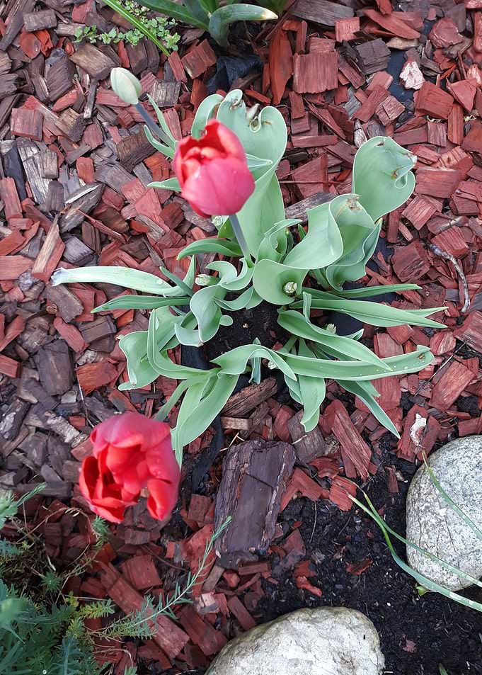 Tulip 4