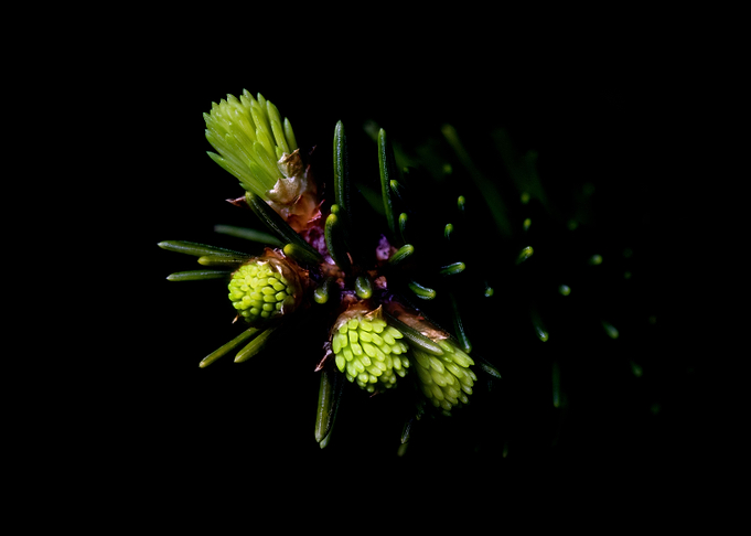 Pines in the dark