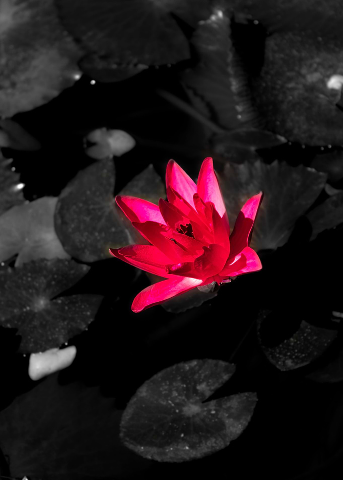 Let me bloom 3