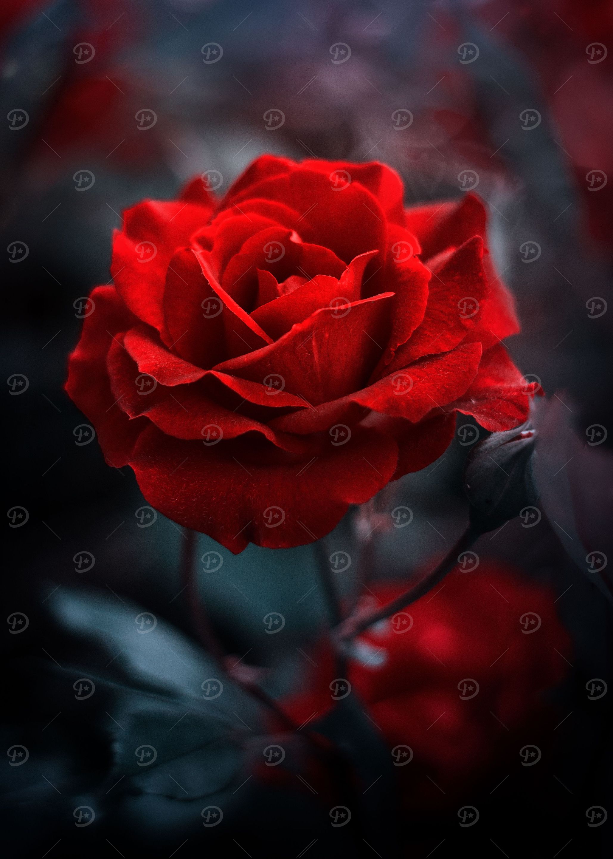 Red Rose