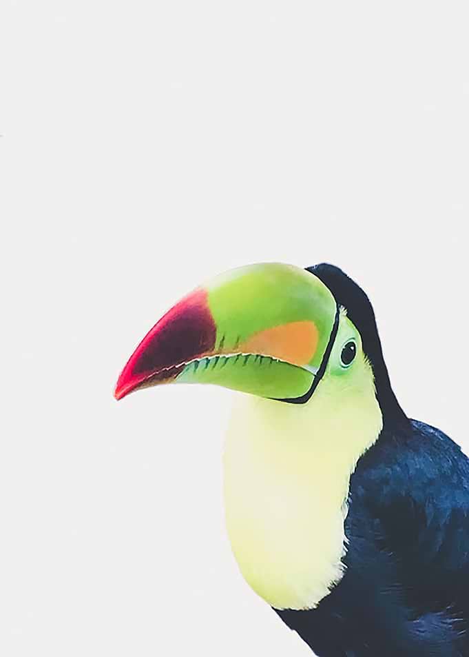 Toucan Do It