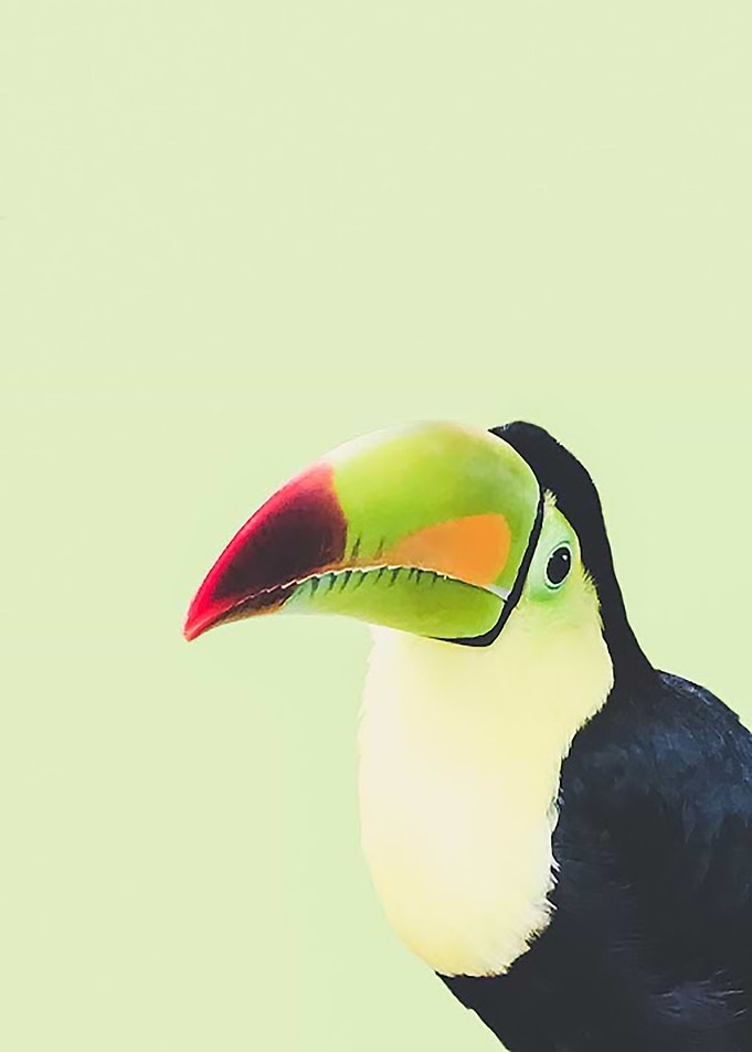 Toucan Do It lime