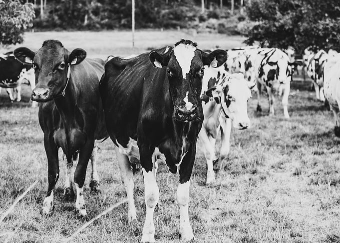 the cows