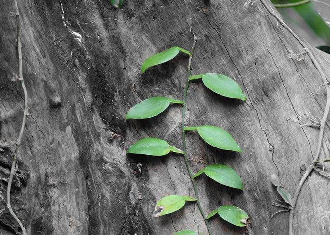 A plant growing with tree