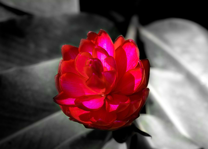 Im a big flower 3