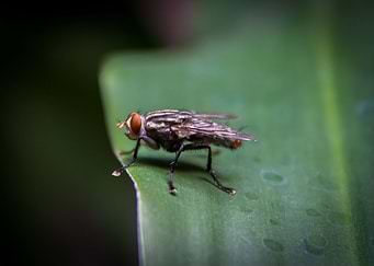 fly
