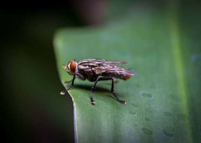 fly