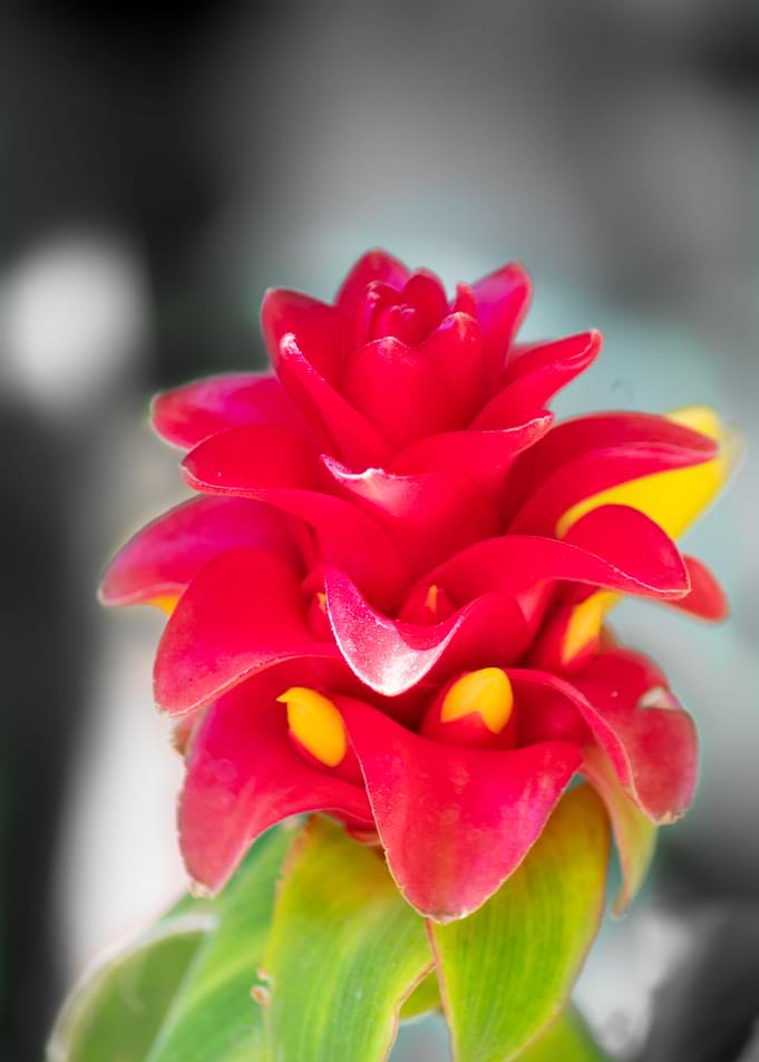 Baby red ginger