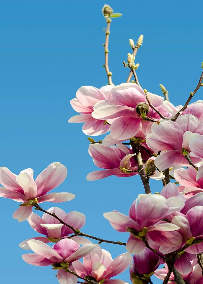Pink Flower