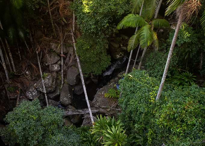 Rainforest Landscape