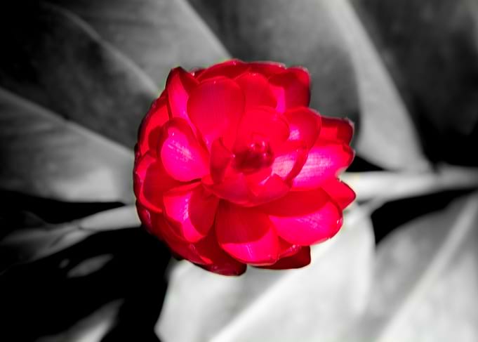 Nature gifts 3