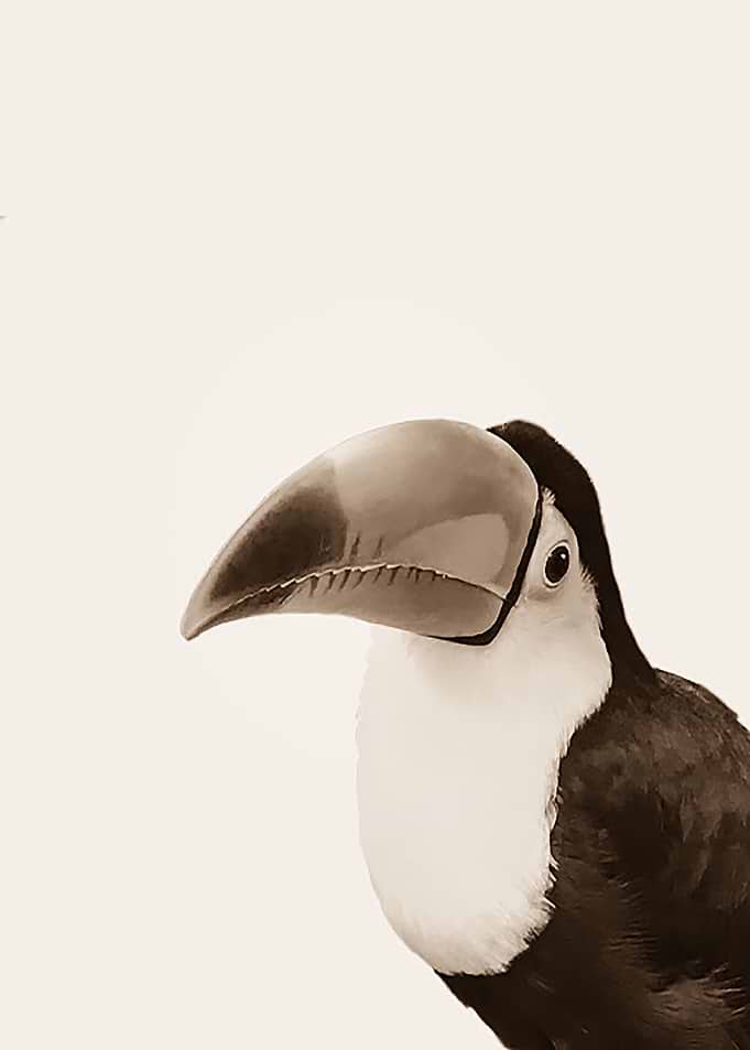 Toucan Do It sepia