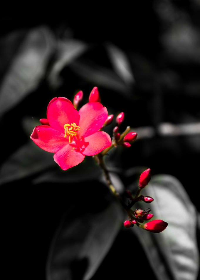 Little beauty 1