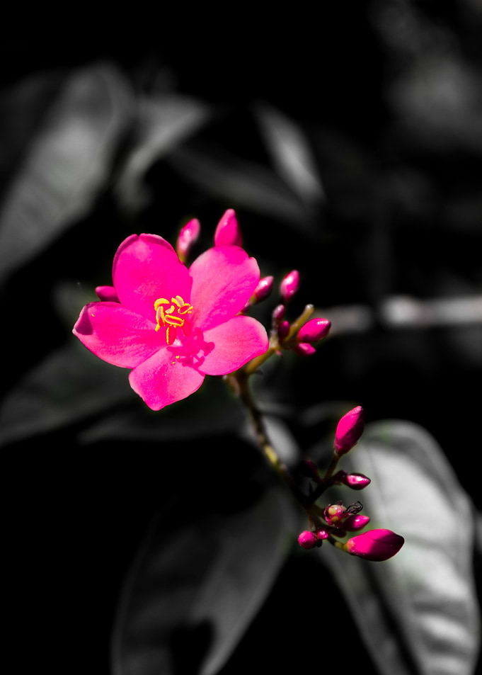 Little beauty 3