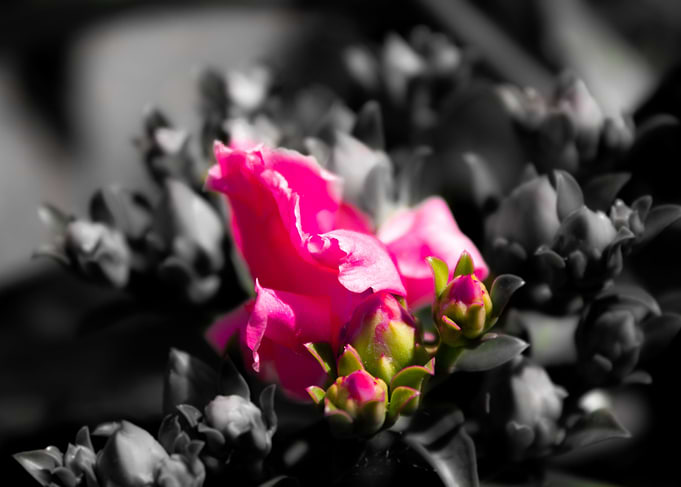 Petals like cotton candy 2