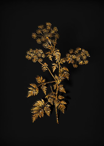 Gold Flora on Black