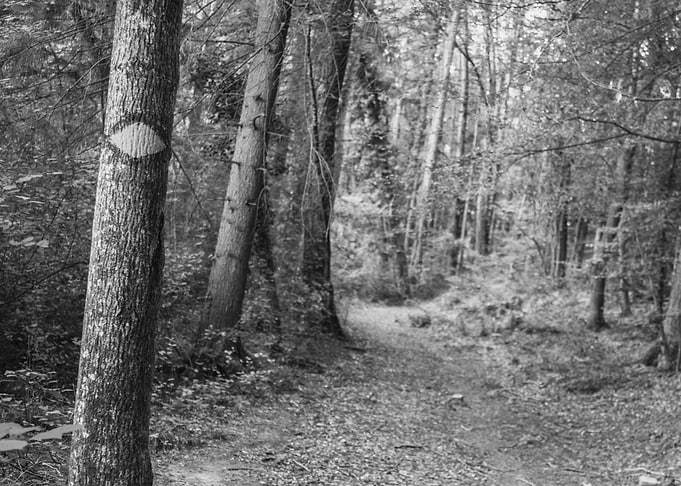 the forest