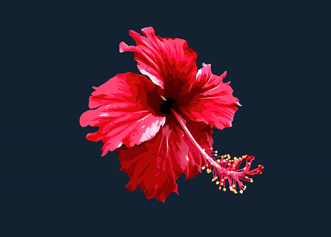 Flower Gumamela