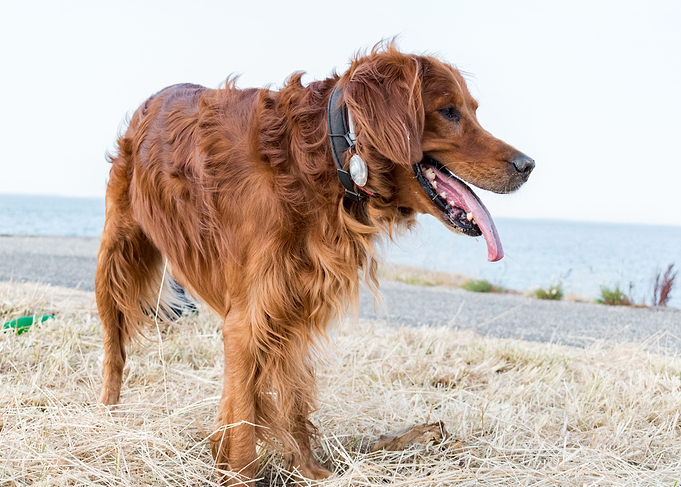 irishsetter kaya
