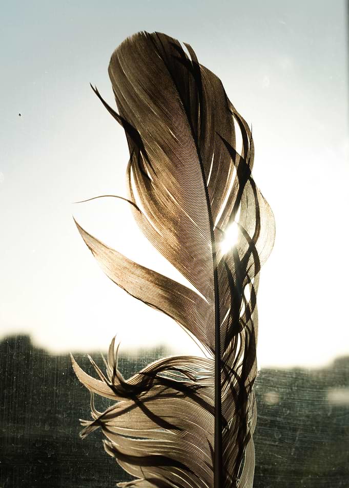 feather