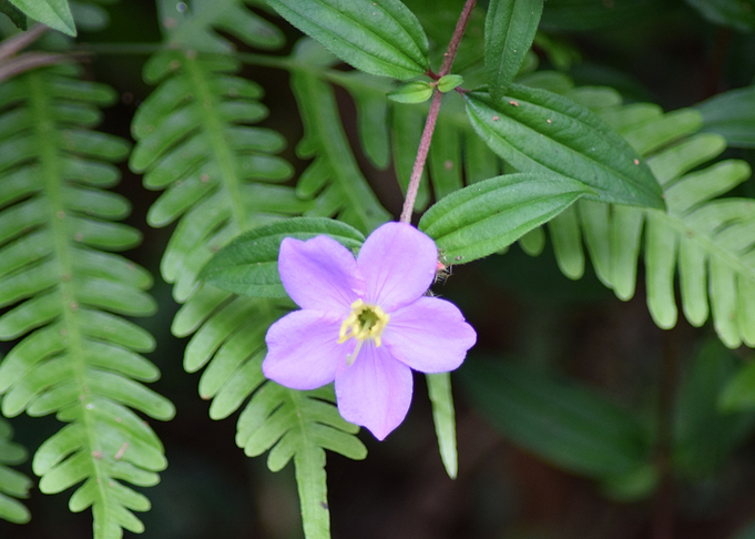 A cute little purple flowe