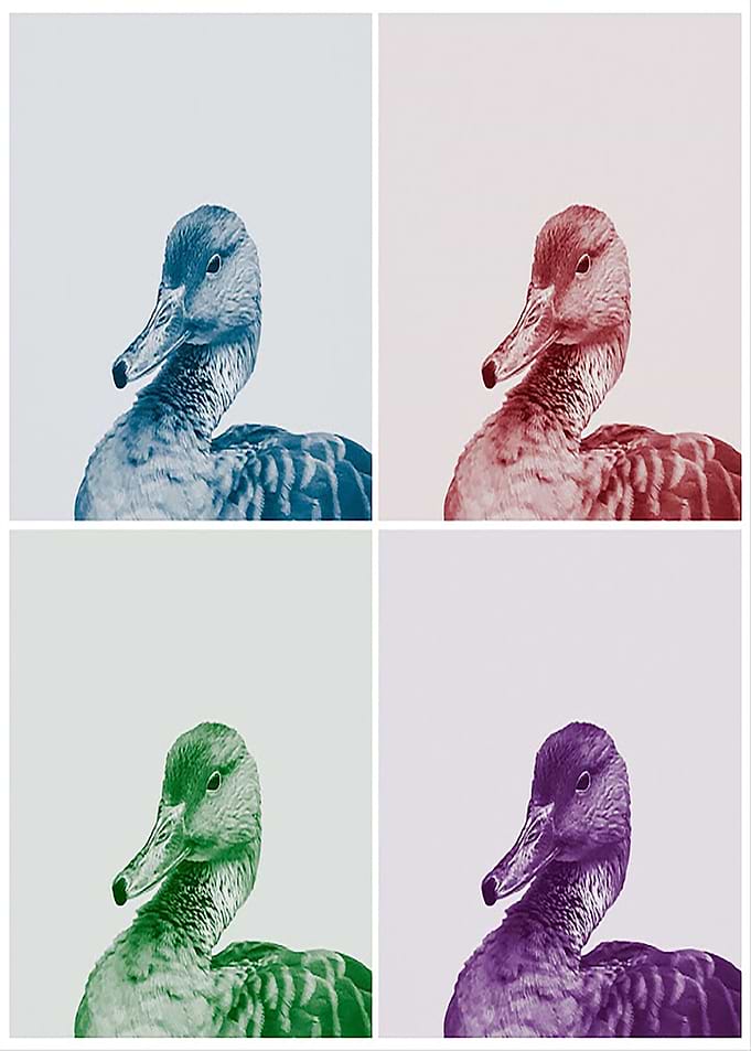 Duck Pop