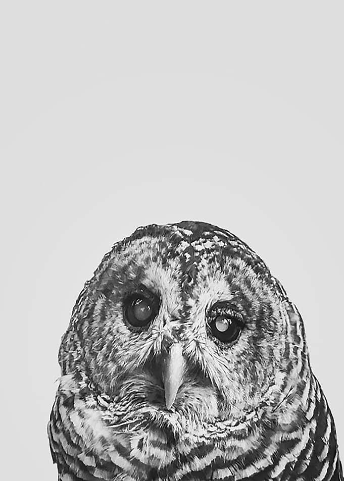 Hoo BW