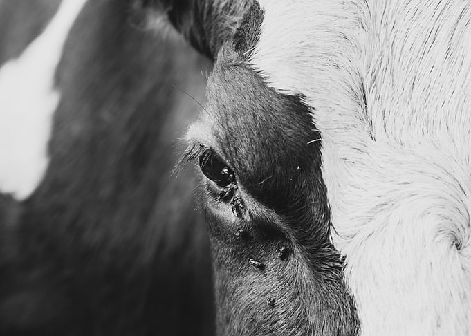 The cow