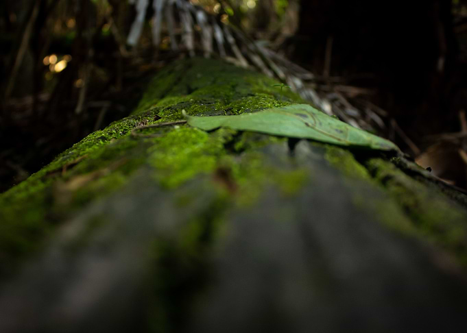Rainforest Macro Log