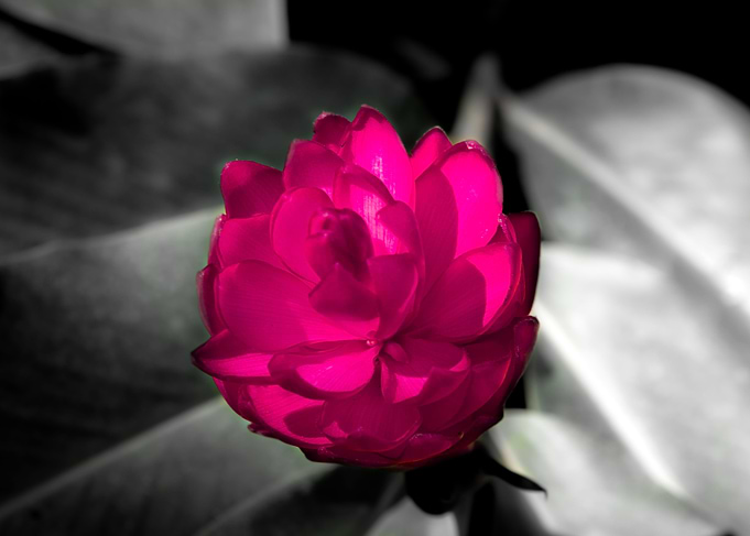 Im a big flower 1