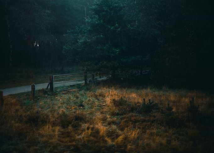 Forest Gate in the Fog